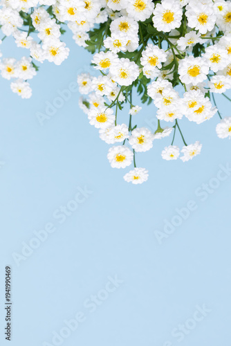 White flowers on light blue vertical background with copy space. Perfect for spring advertising, organic skincare branding, wedding invitations, greeting cards, and minimalist social media posts.