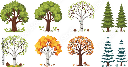 Forest Tree Species Seasonal Transformation Vector Set Featuring Oak, Birch, Maple, and Pine Trees with Spring Leaves, Autumn Foliage, and Evergreen Variations