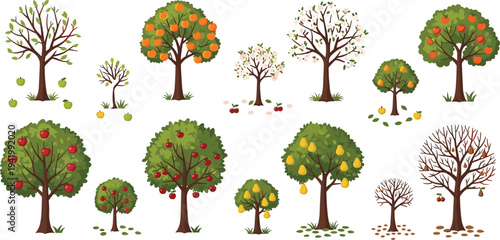 Seasonal Fruit Trees Collection Vector Set Showing Apple and Orange Trees in Different Growth Stages with Blossoms, Fruits, Falling Leaves, and Bare Winter Branches