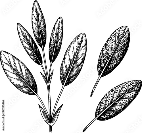 Vintage Botanical of Sage Leaves and Stem Black and White Line herb plant