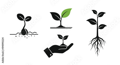 Plant growth stages depicted with minimalist black shapes a striking silhouette