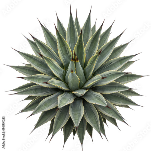 Mature agave americana succulent with glaucous blue-green and creamy white variegated leaves and sharp red spines, isolated against a transparent background studio shot concept of natural geometric