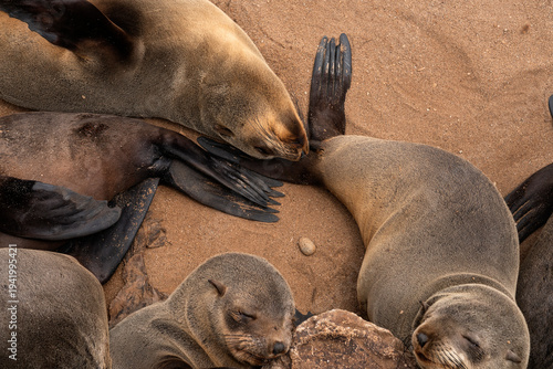 Cape fur seals resting in Cape Cross, Namibia