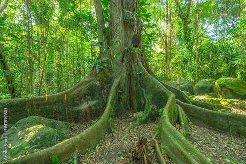 Принти на полотні Tropical forest in Martinique with giant tropical tree with dramatic buttress ro