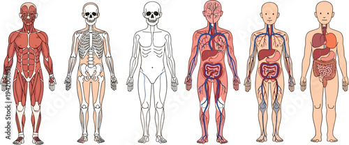 Human anatomy system vector set featuring muscular skeletal circulatory and digestive systems of a child body isolated on white background.