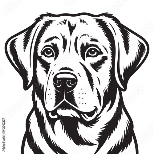 A detailed black and white portrait of a labrador retriever s head striking silhouette