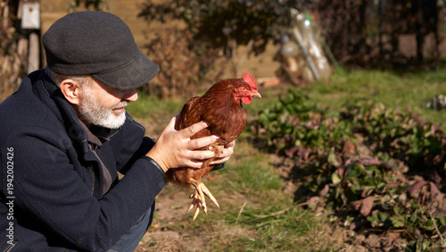 Obraz na płótnie An adult man holds a red hen that has escaped from a chicken coop