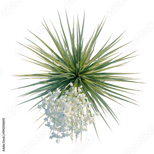 Konstfotografi Yucca thompsoniana tree plan, top view, cutout, transparent background, isolate, Delicate clusters of stephanotis flowers, detailed macro photography for floral design and botanical art