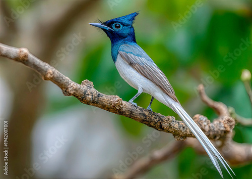 Asian paradise flycatcher