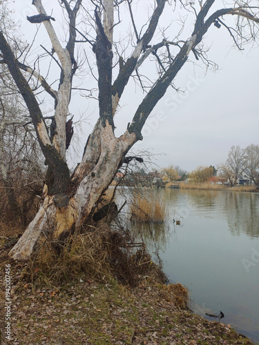sick tree on the winter riverbank