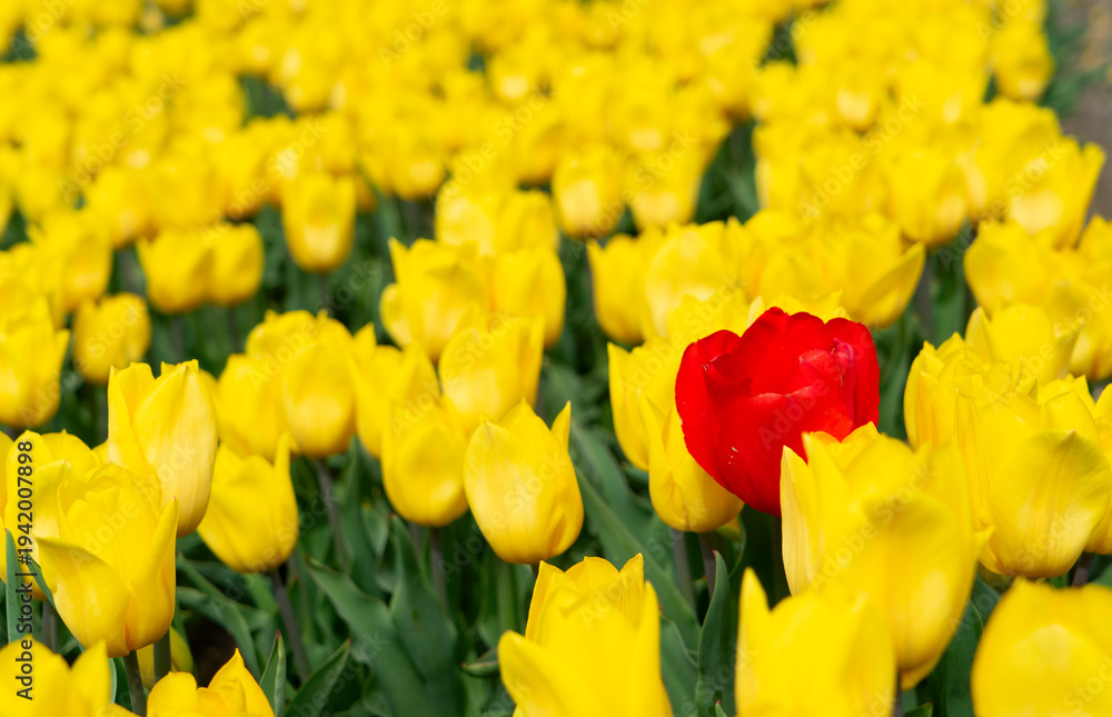Obraz premium Dutch dark pink tulip fields in sunny day