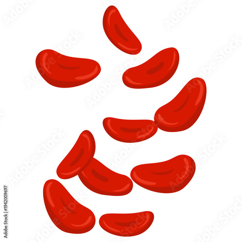 Red Blood Cells Illustration