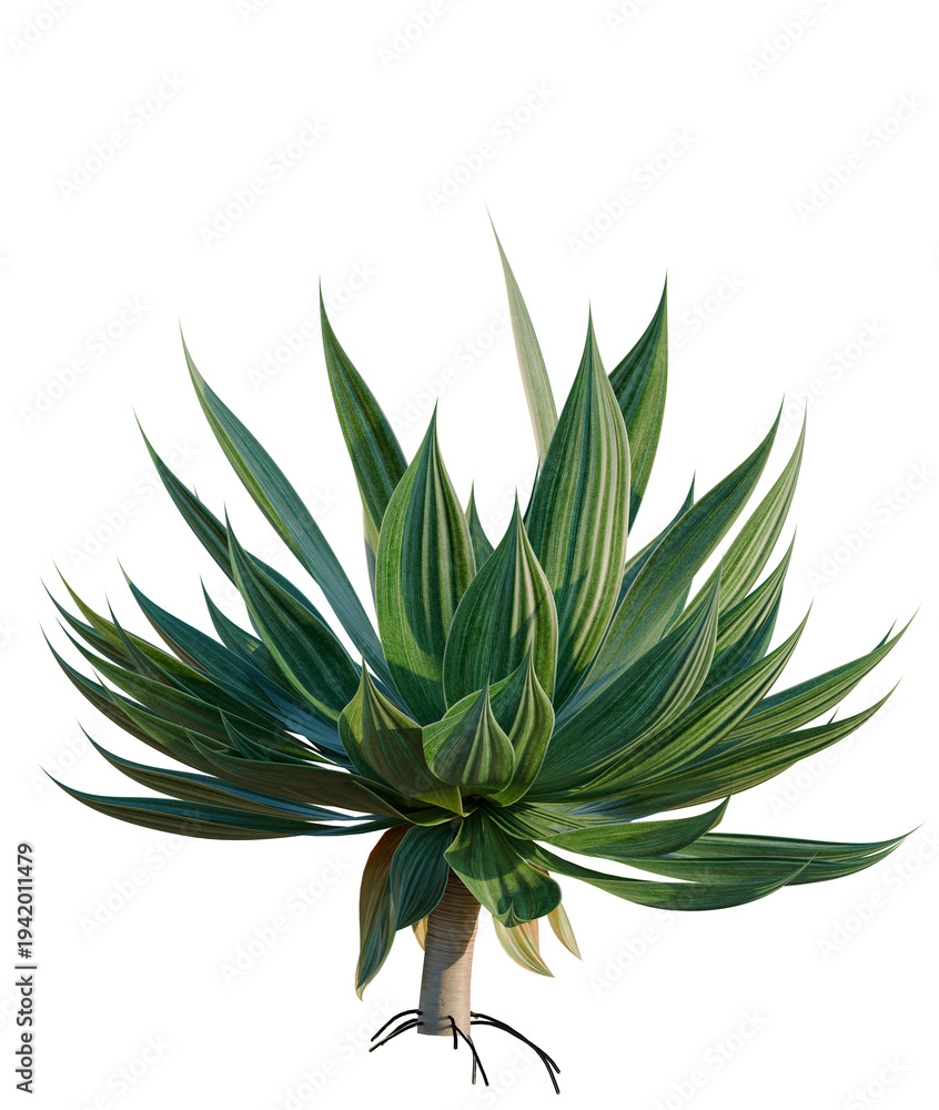 Fototapeta premium Agave Attenuata tree, elevation, front view, cutout, transparent background, isolate, Agave Americana Plant with Detailed Roots, Succulent, Tropical, Botanical, Green Leaves