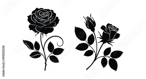 Elegant black rose blooms and buds a delicate floral silhouette