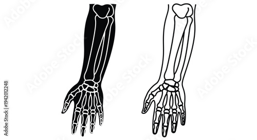 Anatomical study of human arms and hands in black silhouette