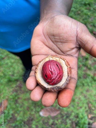 Nutmeg in someone's hand, blurred background