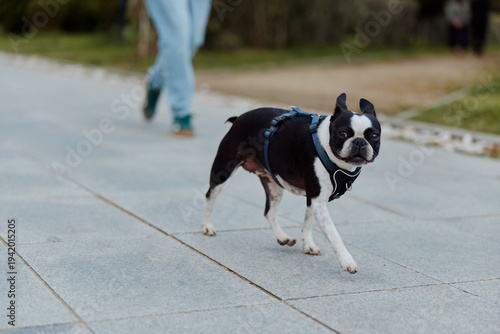 Foto Boston terrier dog walking on paved path outdoors with blurred person in casual