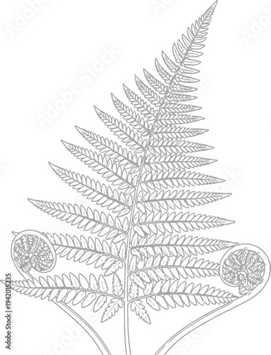 Detailed black and white line art illustration of a mature fern frond displaying two tightly coiled fiddleheads at the base