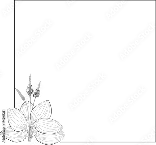 Elegant Vector frame with flower floral elements. Frame with botanical decorative elements.