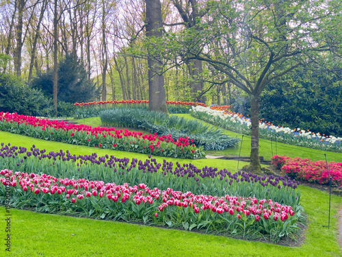 Rows of tulip flowers