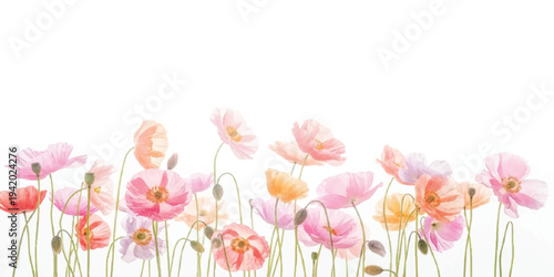 Watercolor poppies and wildflowers border in soft pastel colors, delicate floral illustration with white background for design, hand painted, design element