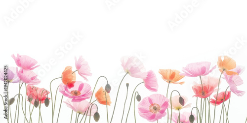 Watercolor poppies and wildflowers border in soft pastel colors, delicate floral illustration with white background for design, hand painted, design element