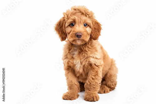 Adorable mini golden doodle puppy isolated on the white background. 