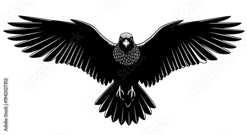 black and white raven in flight with spread wings