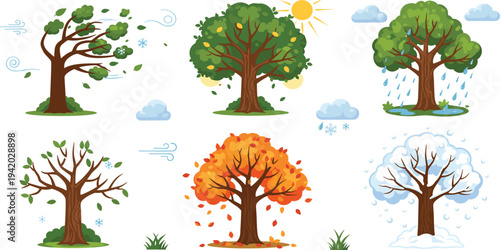 Seasonal Tree Transformation Vector Set Showing Windy Spring Tree, Sunny Fruit Tree, Rainy Summer Tree, Bare Branch Winter Tree, Autumn Falling Leaves Nature Collection