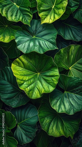 Wallpaper Mural A vibrant, full-frame composition showcases a dense arrangement of lush, green heart-shaped leaves. Torontodigital.ca