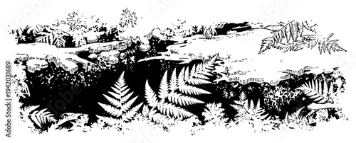 Horizontal panorama of dense forest floor vegetation with ferns and tropical leaves