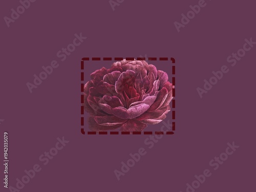 A pink ornamental cabbage (Brassica oleracea) is centered on a purple background. 