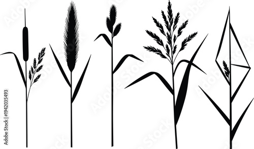 Black silhouette collection of wild meadow grasses reed stalks cattails and field plants isolated on a white background for nature design