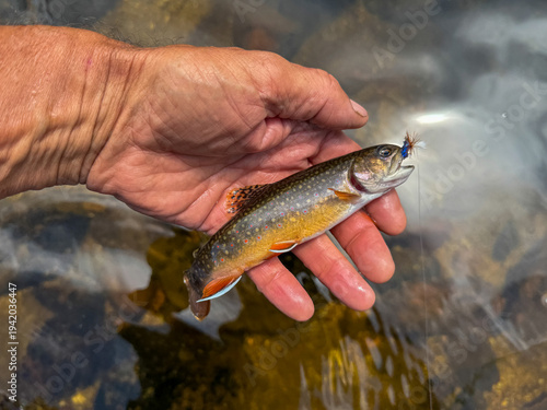 Bild auf Leinwand A small brook trout caught and released in a high mountain stream in Wyoming's backcountry
