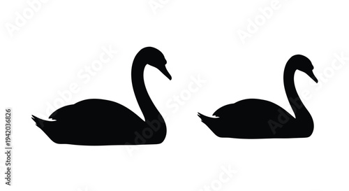 Two graceful swans swimming peacefully a striking black silhouette