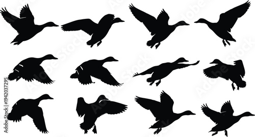 Flying Ducks Silhouette Set with Mallard Birds in Various Flight Poses, cad drawing flat vector illustration, Wild Waterfowl Nature Scene.