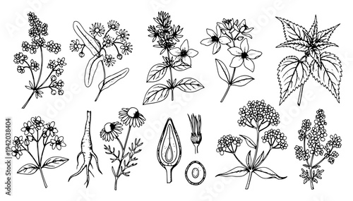 Set of medicinal herbs and botanical plants in vintage hand drawn engraving style