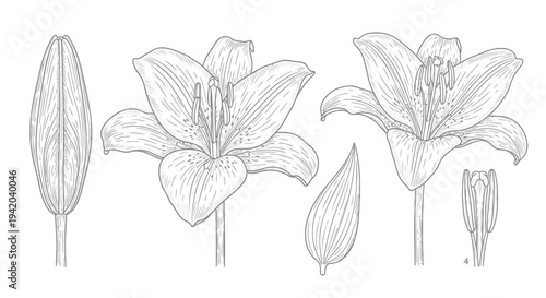 Set of 5 lily flower illustrations vector