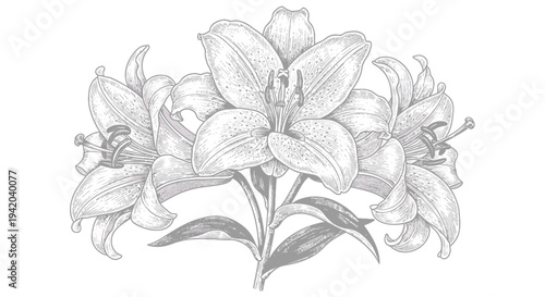 Vector illustration of a bouquet of lilies in black and white