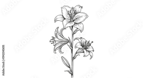 Vector illustration of two lilies flowers