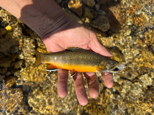 Fotografie Brook trout in hand. Catch and release.