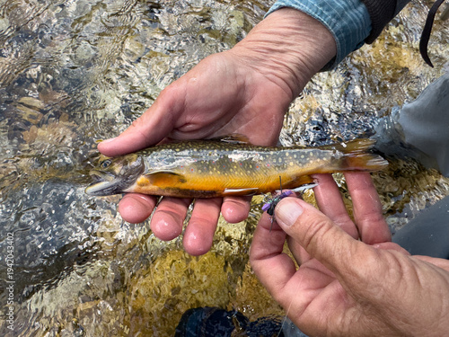 Brook trout in hand. Catch and release.