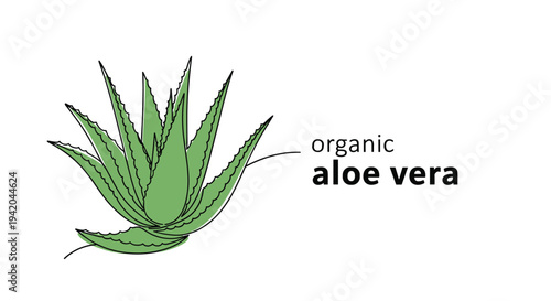 Organic aloe vera plant illustration featuring a simple line art style with green leaves and minimalist text on a clean white background.