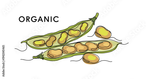 Fresh organic broad beans inside an open pod illustrated with a continuous line drawing style highlighting healthy vegetarian food and gardening.