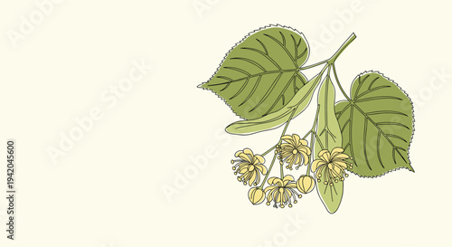 Branch of a linden tree with green leaves and delicate yellow flowers shown in a detailed botanical illustration style on a soft cream background.