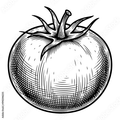 Vintage hand drawn engraving of a fresh whole tomato with a green stem