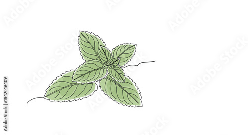 Fresh green mint leaves with detailed veins shown in a simple and clean continuous line drawing on a white background for food design.