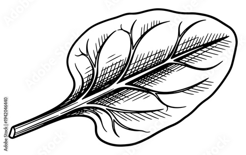 Detailed vintage engraving of a single fresh spinach leaf