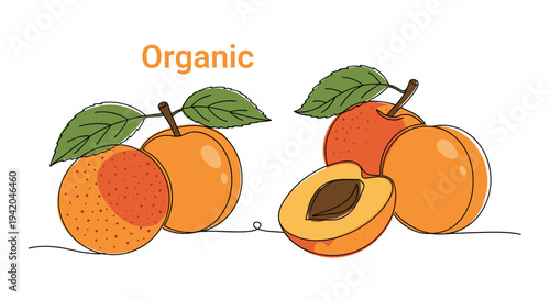 Group of fresh orange apricots whole and halved with a pit labeled as organic in a continuous line drawing style on white background.