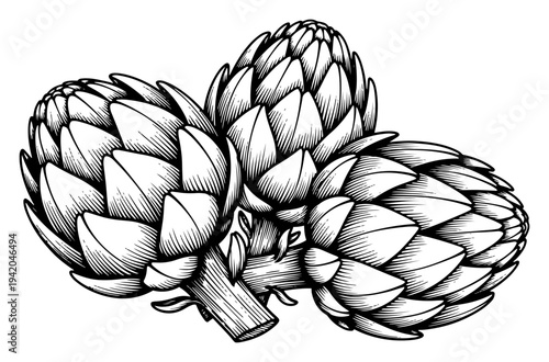 Hand drawn botanical illustration of fresh artichoke vegetables
